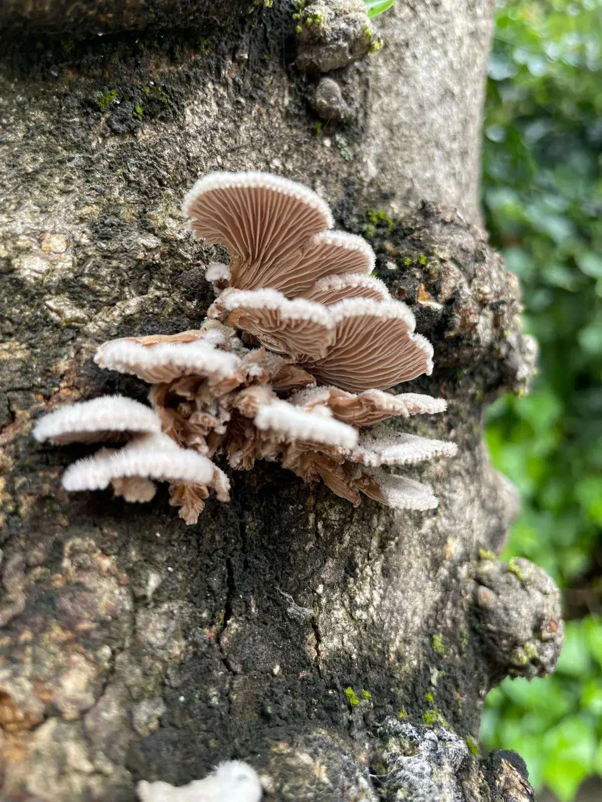 Hongos creciendo sobre la corteza de un árbol